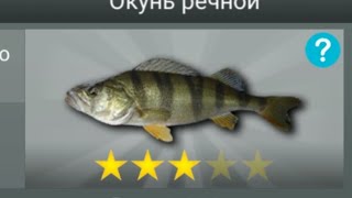 my fishing world  5 ловлю окуня и леща на червя 🤯 [upl. by Dennison]