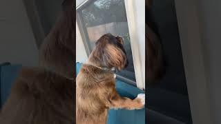 Dog is mad at giant pray mantis ￼dog dogshorts nature pets funny funnyvideo puppy animal [upl. by Aihcats]