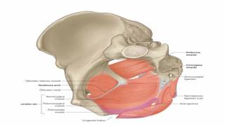 Anatomy 1  C3  L7  Pelvic muscles and sacral plexus [upl. by Hodgkinson817]