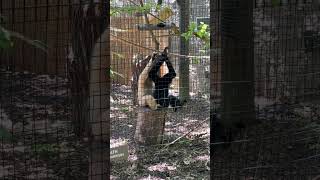 WhiteCheeked Gibbon PT Looking for bugs Massage [upl. by Iliram]