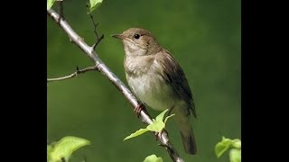 Lakštingala Nightingale Nachtigall [upl. by Ardnekal]