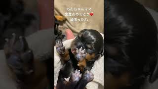 ロットワイラー10匹産まれましたもんちゃんママ頑張ったね…子育て大変やけん皆んなで、お手伝いするけんね💕︎お疲れ様 [upl. by Nnyroc927]