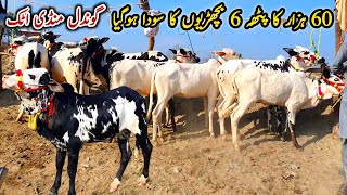 6 Janwaro Ka Soda 60K Gondal Mandi Attock Update November 2024  Live Soda [upl. by Oznecniv]