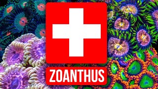 The Zoanthus Troubleshooting Guide [upl. by Natsreik]