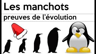 Les manchots et pas les pingouins [upl. by Eiramoj709]