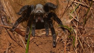 Ornithoctonus sp Ko Phayam  Thailand in nature [upl. by Noble21]