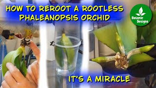 How to reroot a rootless Phaleanopsis orchid [upl. by Etteiram]