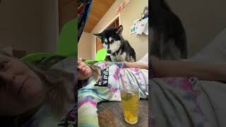 Whats going onalaskanmalamutes malamutelovers sleddogs [upl. by Ettesus498]