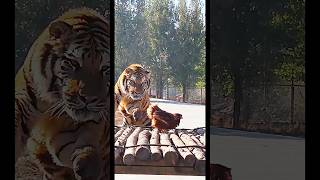 Siberian tiger attack Hen wildlifeuzbekistanyoutubeshorts shortfeedlion wildlife visituzbekis [upl. by Walt253]