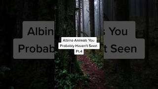 Albino Animals You Probably Havent Seen Pt4 [upl. by Iey]