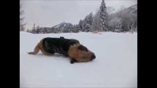 Border Terrier sledding down a mountain in Japan [upl. by Weaks116]