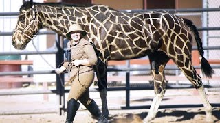 15 Most Incredible Horse Breeds In The World [upl. by Nylatsirhc519]