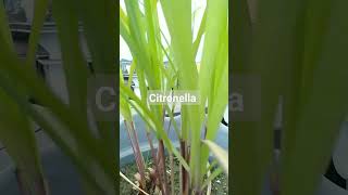 Citronella mosquito Repellent plants Insect Repellent [upl. by Akkina]