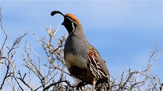 Gambels Quail Bird  Four Different Calls [upl. by Puglia]