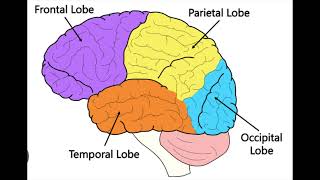 ABPPCN 4 Lobes of the Brain [upl. by Ahsenom]