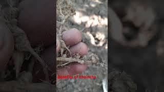 nitrogen fixation by root nodulesbenefits of dhainchajantar farming dragonfruitfarminginindia [upl. by Anawqahs]