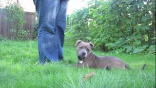 Sadie the Staffy  basic training and tricks  Staffordshire Bull Terrier [upl. by Neiht]