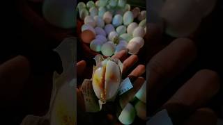 Full boiled egg with spicy masala shorts egg boiledegg [upl. by Bushore]