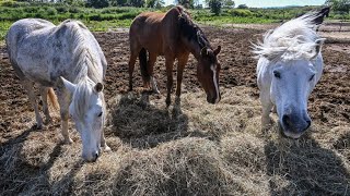 French police struggle to solve mystery of violent horse attacks [upl. by Liddy]