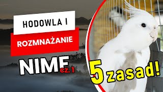 Hodowla i Rozmnażanie NIMF  czyli jak zabrać się za hodowlę papug Podstawowe informacje cz1 [upl. by Pulchia]