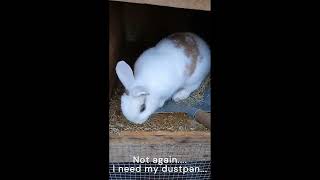 When cleaning the bunnies hutch becomes chaos [upl. by Susannah]