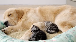 Adorable Kitten Cant Sleep Without Her Golden Retriever [upl. by Ibby]