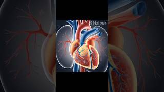 Whats Inside a HEART in 3D Animation shortviral [upl. by Alphonsa]