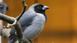 The Blackfaced Tanager is a very grey bird 4K [upl. by Elinet]