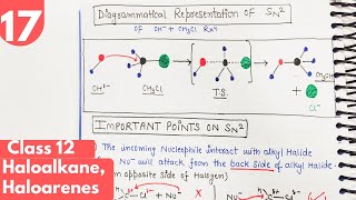 17 SN2 Reaction Nucleophilic Substitution Effect of steric hinderance on rate Haloalkane class12 [upl. by Lehrer359]