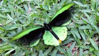 Richmond Birdwing Butterfly  Male  22 09 2016  You Tube [upl. by Byers587]