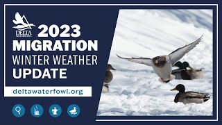 October 2023 Winter Weather Migration Update [upl. by Hnim]