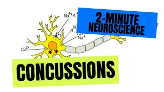 2Minute Neuroscience Concussions [upl. by Gordy]