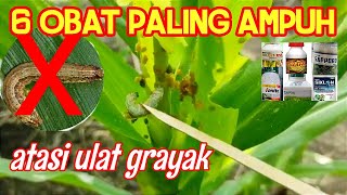 6 OBAT ULAT PALING AMPUH INSEKTISIDA UNTUK ULAT JAGUNG [upl. by Alimak231]