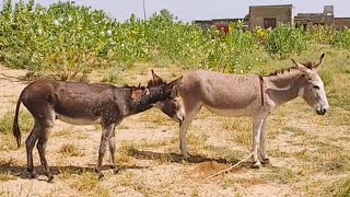 Two donkeys In My Village jungle [upl. by Cerveny]