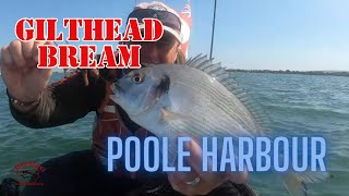 GILTHEAD BREAM  POOLE HARBOUR [upl. by Mohl]