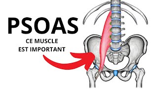 Le muscle psoas en 1 Minute  comment peutil influencer vos douleurs [upl. by Anthia]