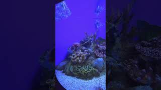 Coral reef fish coralfish reeffish oceanpark manila philippines oceanarium aquarium [upl. by Nikita]