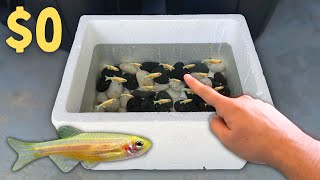 BREEDING 1000s of GOLD Danios in Foam Boxes [upl. by Azalea]