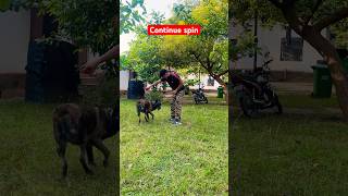 Army dog training techniques🔥youtubeshorts shortsfeed shortvideo trending shorts dog [upl. by Bibeau]