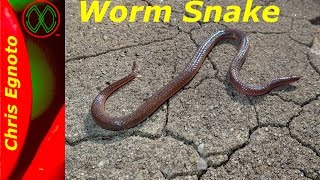 Eastern Worm Snake  A great find while out herping [upl. by Irakuy511]