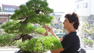 Sunbae Bonsai and Cypress Lakes Bonsai Clubs meet for Driveway Bonsai  Bonsai by the Samurai [upl. by Goulden]