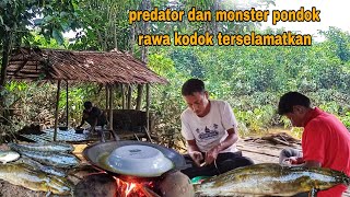 MEMANG TEPAT TEMPAT PONDOK INI  BANYAK IKAN NYA POIN LEMBAT SUPER DAN PREDATOR RAWA [upl. by Netsrek]