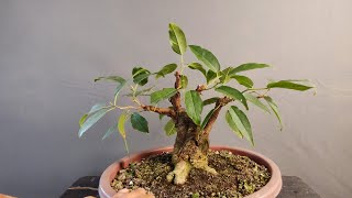 Pruning  Bougainvillea  Ficus Rumphii  Ficus Virens [upl. by Glinys]