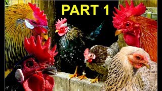 Top10 MOST BEAUTIFUL BANTAM CHICKENS Part 1 Serama Wyandotte Brahma Leghorn bantams [upl. by Oidualc]