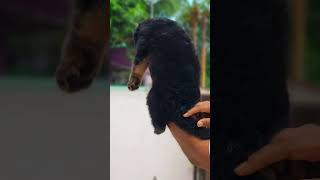 CHENNAI RAJAS PETS FURTHER DETAILS CALL 9941122001dog puppy persiancat [upl. by Gillead]