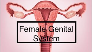 Female Reproductive System  Uterus  Special Pathology [upl. by Drews148]