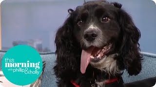 Firefighting Dog Searches the Studio for Fire Hazards  This Morning [upl. by Oralee]