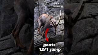 Shocking Baby Goats Unbelievable Jump [upl. by Eb]