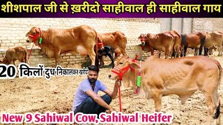 साहीवाल ही साहीवाल 💯 👍 20 Letter Milk 🎉 Top Class 8 Sahiwal Cow 1 Sahiwal Heifer For Sale [upl. by Stanton]