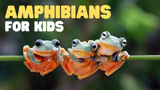 Amphibians for Kids  What is an amphibian Learn the characteristics of amphibians [upl. by Noraha]